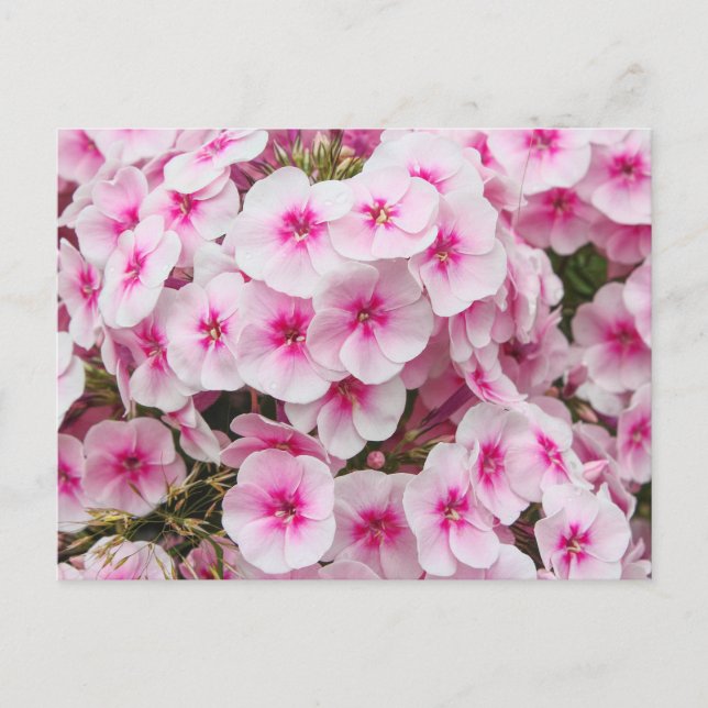 Phlox. Friary Gardens, Cardiff, Wales. Postcard (Front)