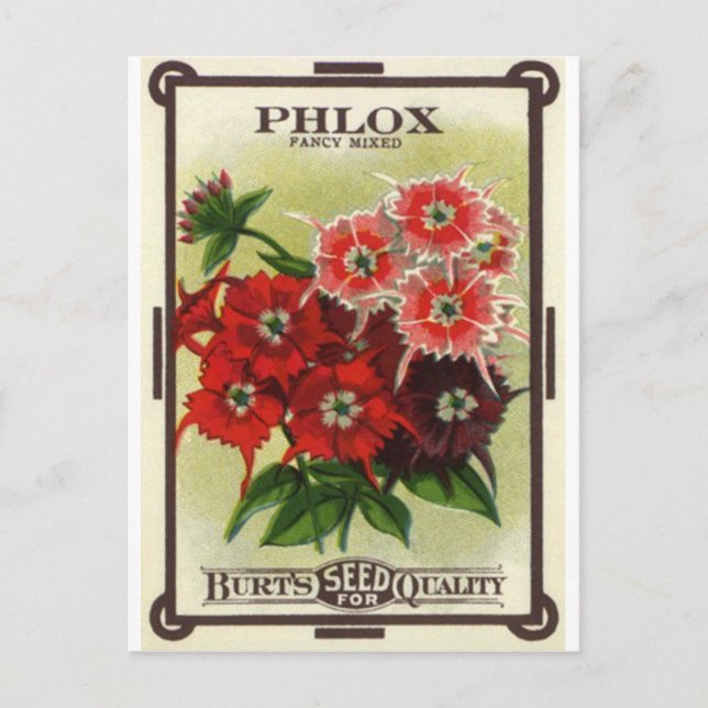 phlox mixed postcard (Front)