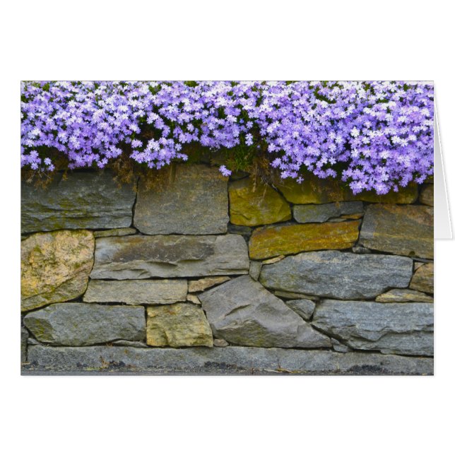 Phlox Notecard (Front Horizontal)