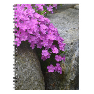 Phlox On Rocks Notebook