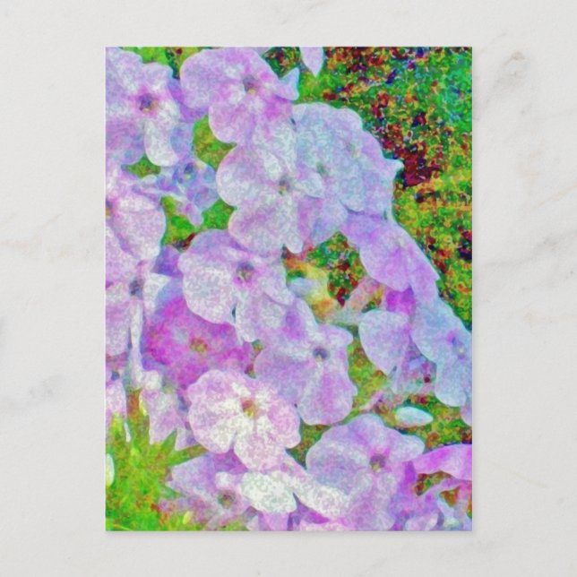 PHLOX PAINTING POSTCARD (Front)