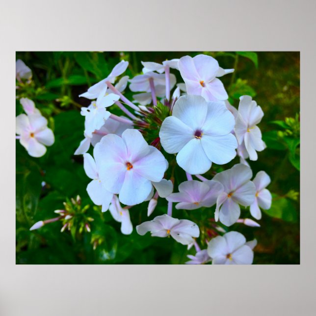Phlox, Poster (Front)