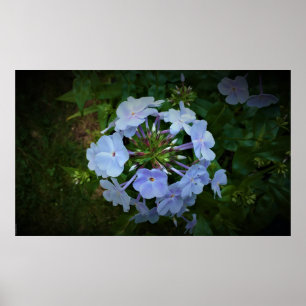 Phlox, Poster