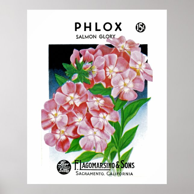 Phlox Poster (Front)