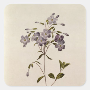 Phlox reptans square sticker