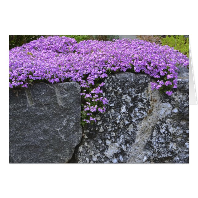 Phlox & Rocks Notecard (Front Horizontal)