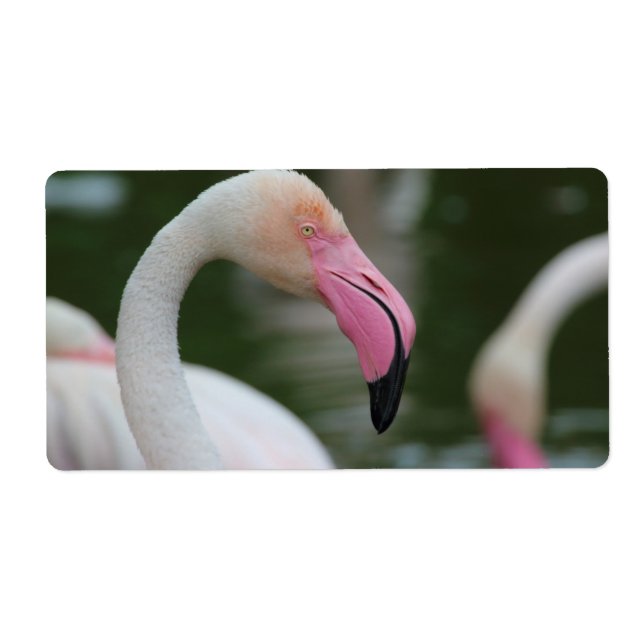 Phoenicopterus roseus (Front)