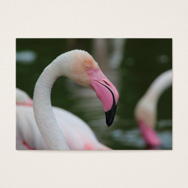 Phoenicopterus roseus (Front)