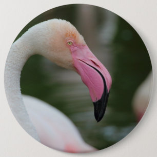 Phoenicopterus roseus 6 inch round button
