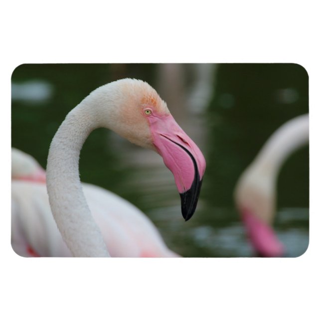 Phoenicopterus roseus magnet (Horizontal)