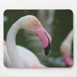 Phoenicopterus roseus mouse pad