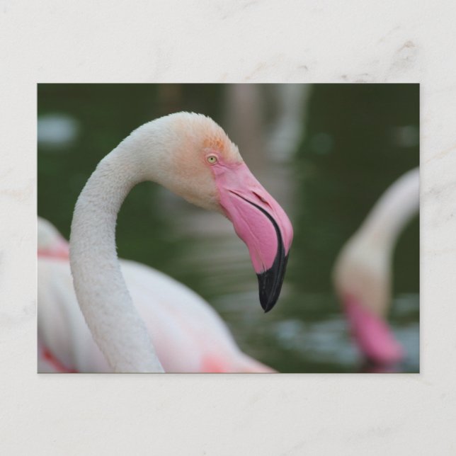Phoenicopterus roseus postcard (Front)