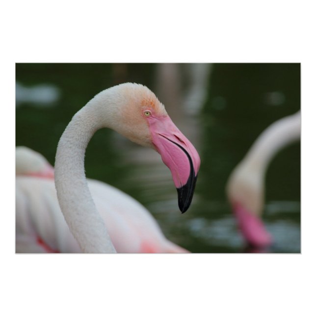 Phoenicopterus roseus poster (Front)