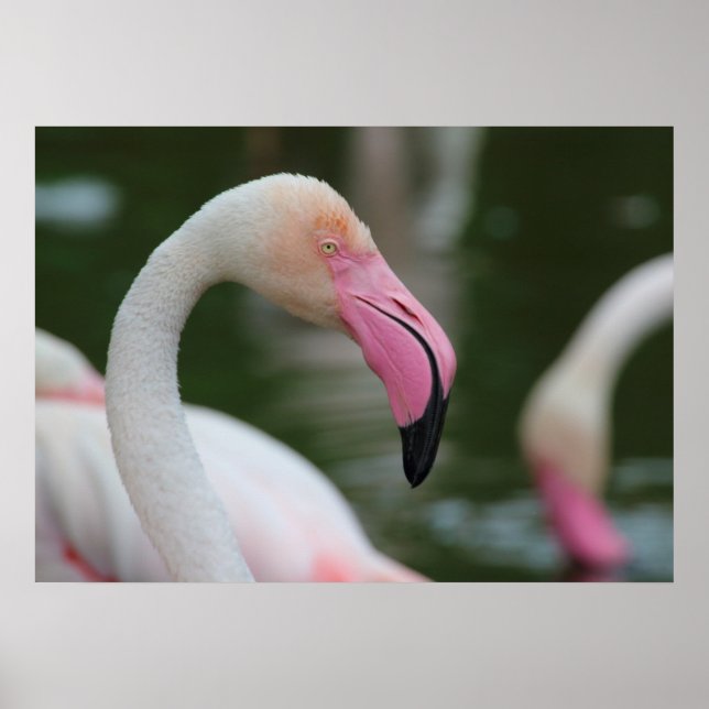 Phoenicopterus roseus poster (Front)