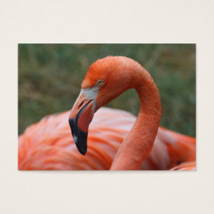 Phoenicopterus ruber