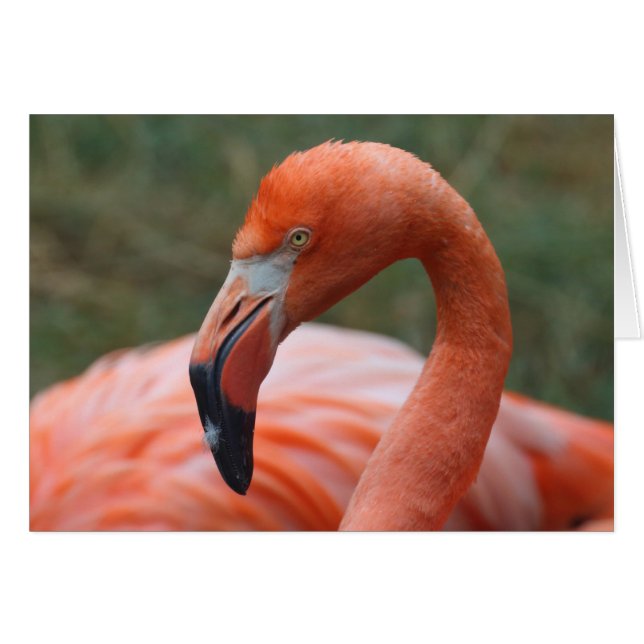 Phoenicopterus ruber (Front Horizontal)