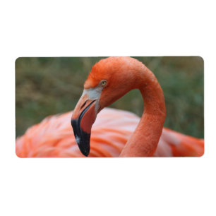 Phoenicopterus ruber