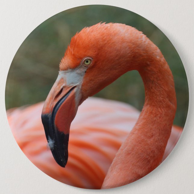 Phoenicopterus ruber 6 inch round button (Front)
