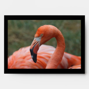 Phoenicopterus ruber envelope