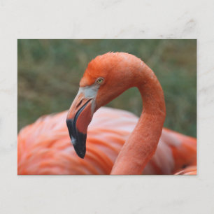 Phoenicopterus ruber postcard