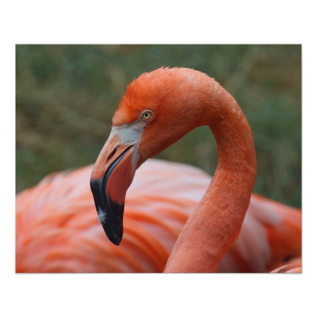 Phoenicopterus ruber poster (Front)
