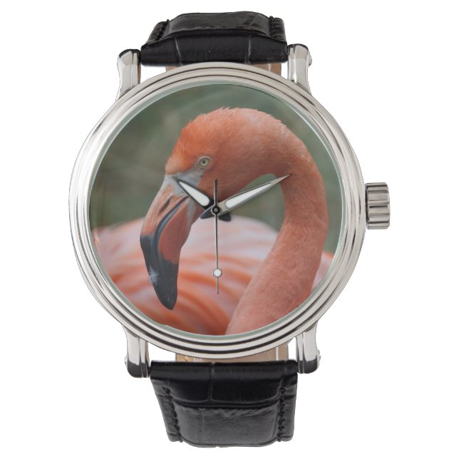 Phoenicopterus ruber watch (Front)