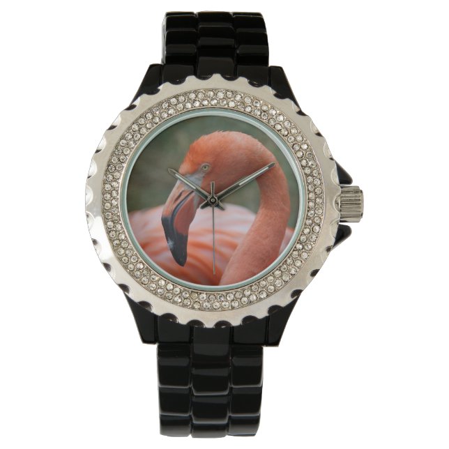 Phoenicopterus ruber watch (Front)