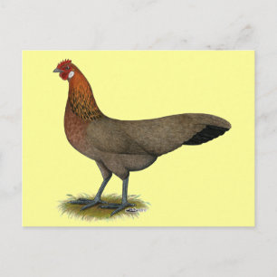 Phoenix: BB Red Hen Postcard