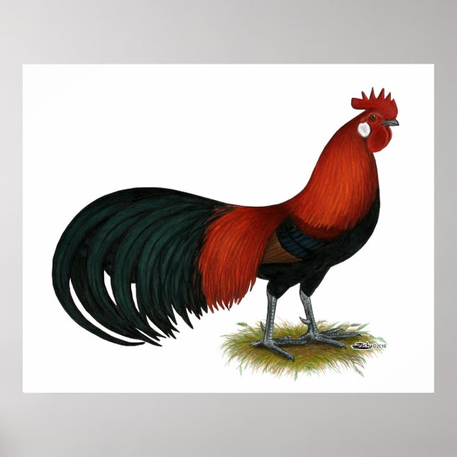 Phoenix:  BB Red Rooster Poster (Front)