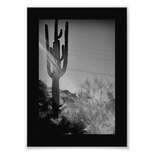 Phoenix Cactus Photo Print