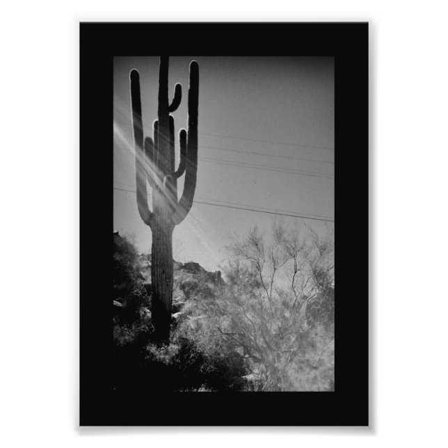 Phoenix Cactus Photo Print (Front)