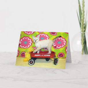Phoenix et la carte de voeux Radio Flyer