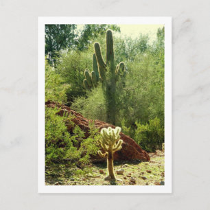 Phoenix Flora Postcard