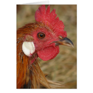 Phoenix Rooster