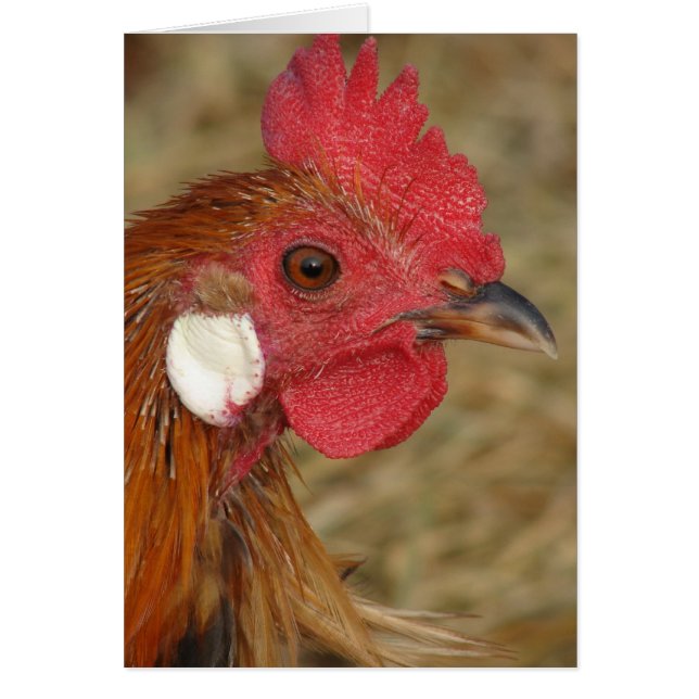 Phoenix Rooster (Devant)