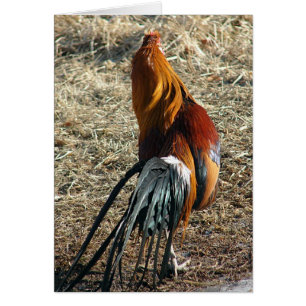 Phoenix Rooster From Behind All Occasion Blank