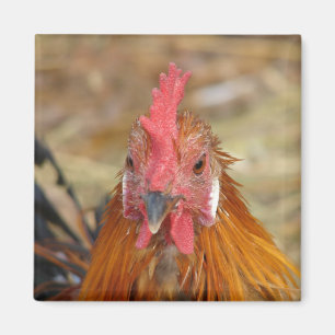 Phoenix Stares the Camera Down Magnet