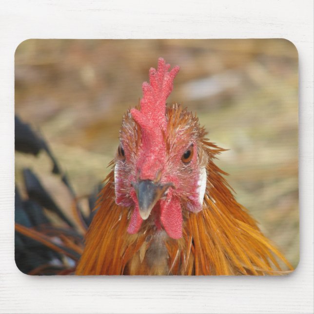 Phoenix Stares the Camera Down Mouse Pad (Front)