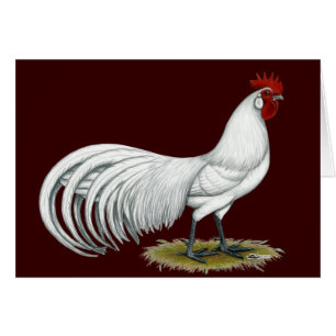 Phoenix:  White Rooster