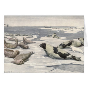 Phoques de la harpe vintage dans la neige arctique