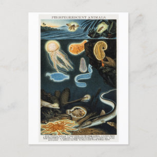 Phosphorescent Animals Vintage Postcard