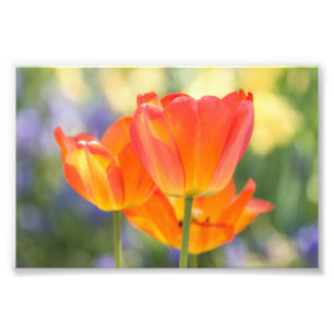 photo - 4x6 size - tulips (orange)