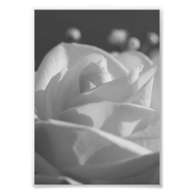 Photo à la rose blanche (Devant)