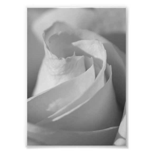 Photo à la rose blanche (Devant)