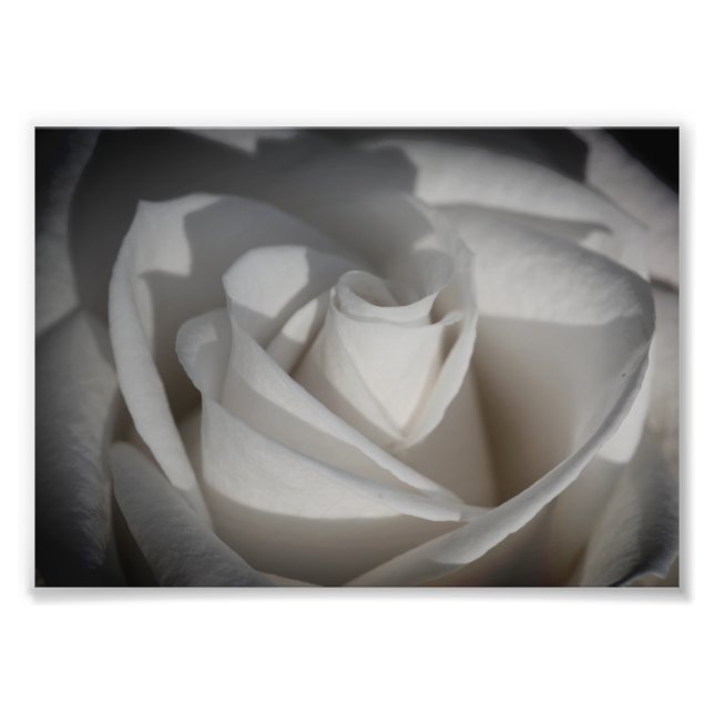 Photo à la rose blanche (Devant)