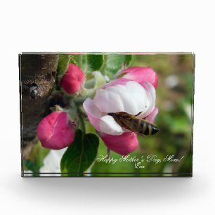 Photo Abeille dans une fleur de pommier rose Bloc phot