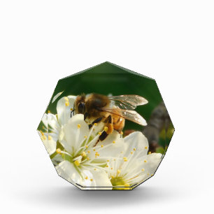 Photo Abeille domestique & Prune blanche Macro Bloc ph