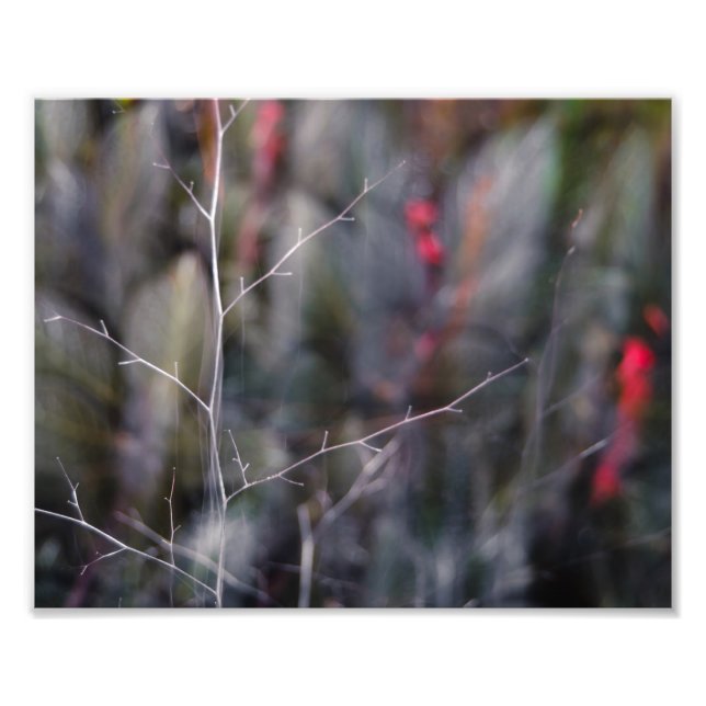 photo abstraite de branche (Devant)