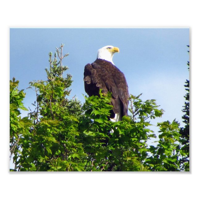 Photo American Bald Eagle (Devant)