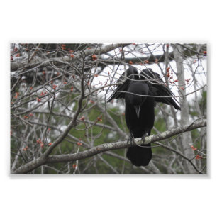 Photo Angel Crow